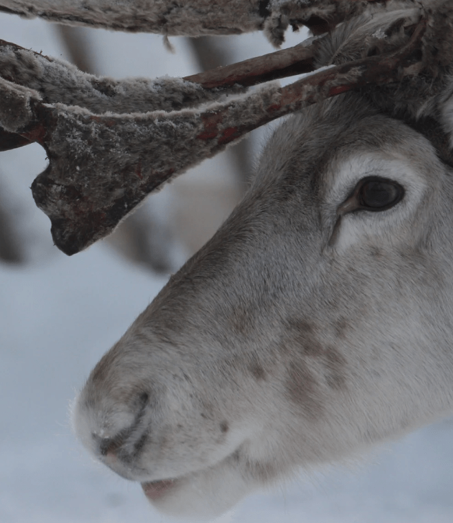 Sauna-Aufguss Löyly Sauna-Aufguss Löyly
