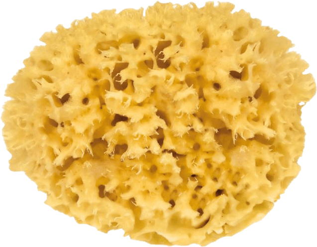 Natur-Badeschwamm 12 cm Natur-Badeschwamm 15 cm ohne Hintergrund