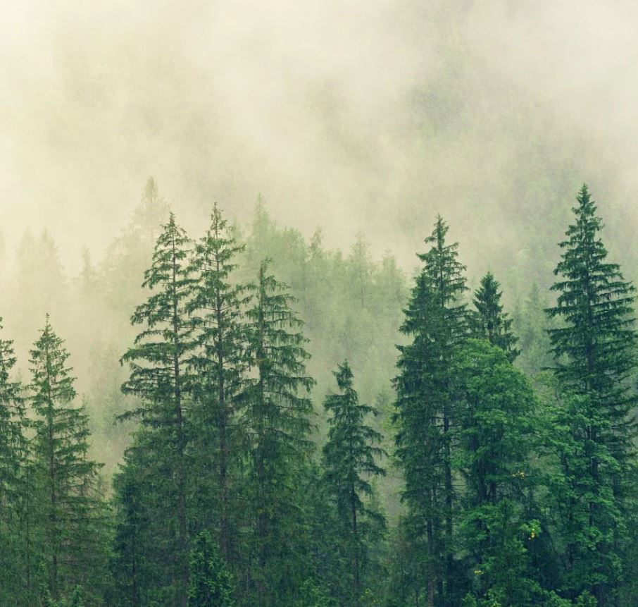 Sauna-Aufguss Black Forest