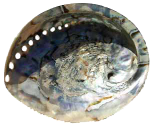 Abalone Schnecke Abalone Schnecke