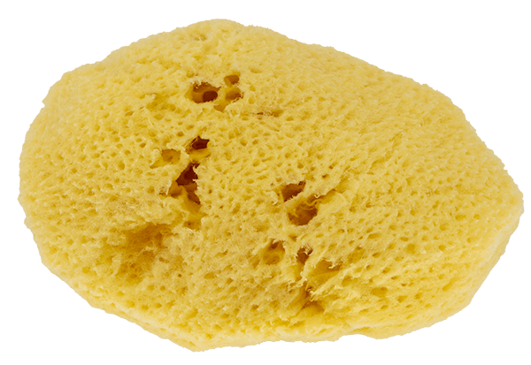Levantiner Gesichtsreinigungs-Schwämmchen Levantiner Gesichtsreinigungs-Schwämmchen ohne Hintergrund