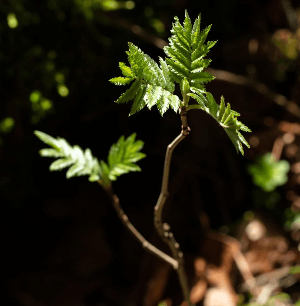 Aromastick Calm Aromastick Calm