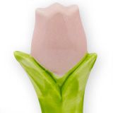Weiß Tulpe