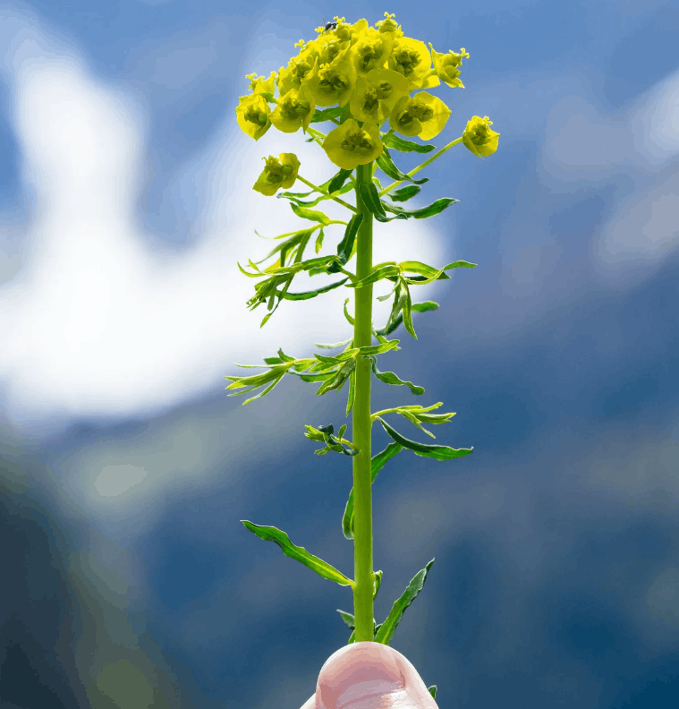 Aromastick Slim Aromastick Slim