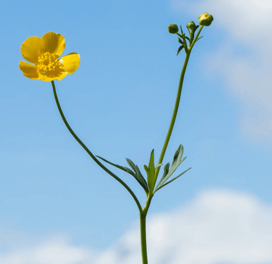 Aromastick Vita Aromastick Vita